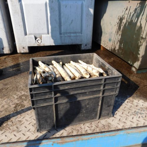 Asperges oogsten